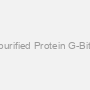 Recombinant purified Protein G-Bitoin Conjugate